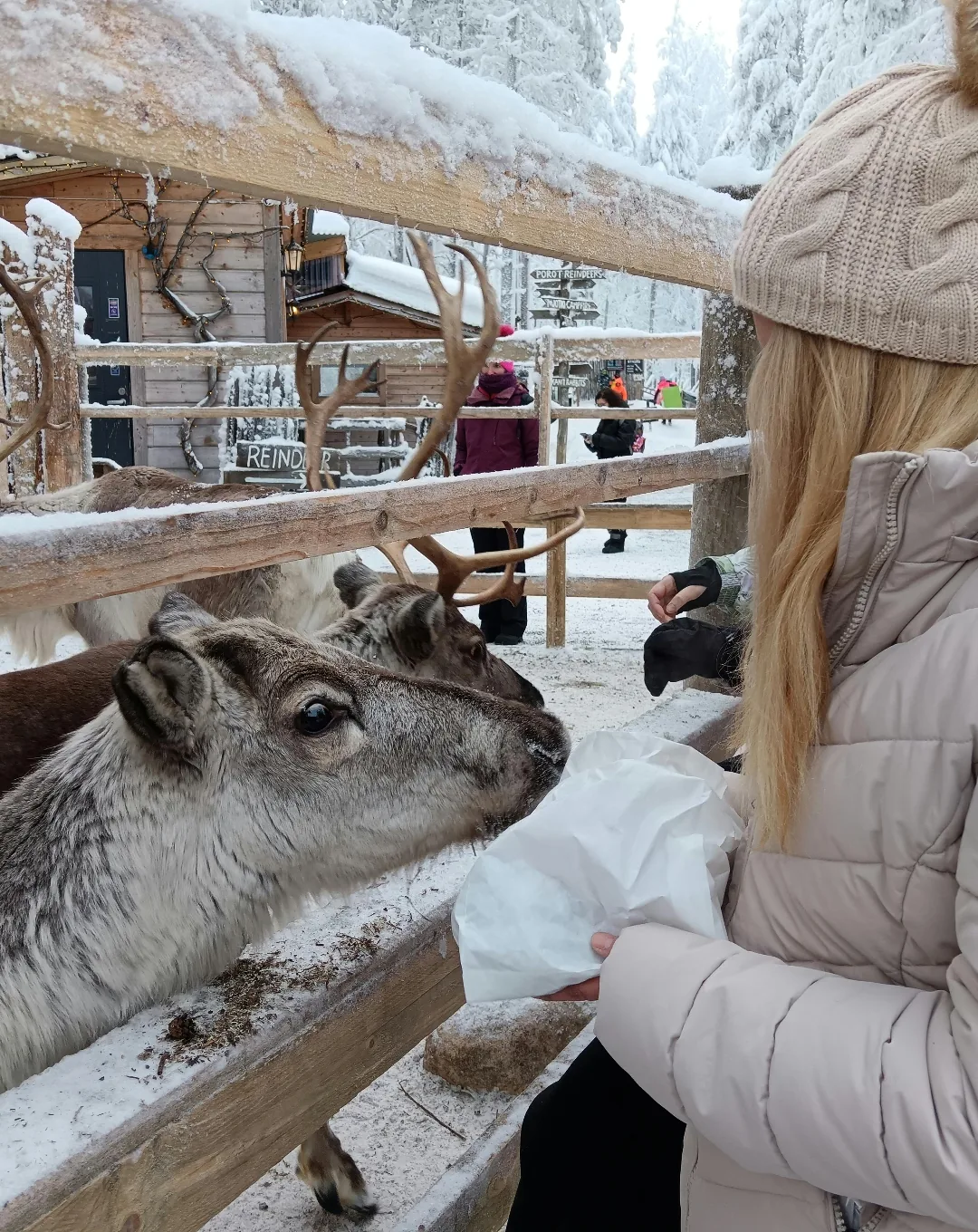 Feeding reindeer in Finnish Lapland