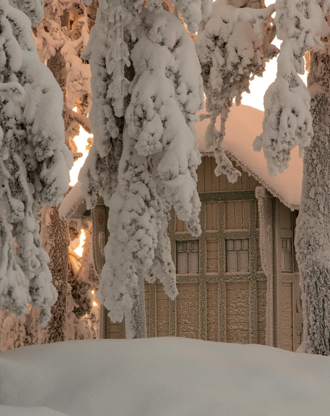 Snow-laden trees around a wooden cabin in Lapland