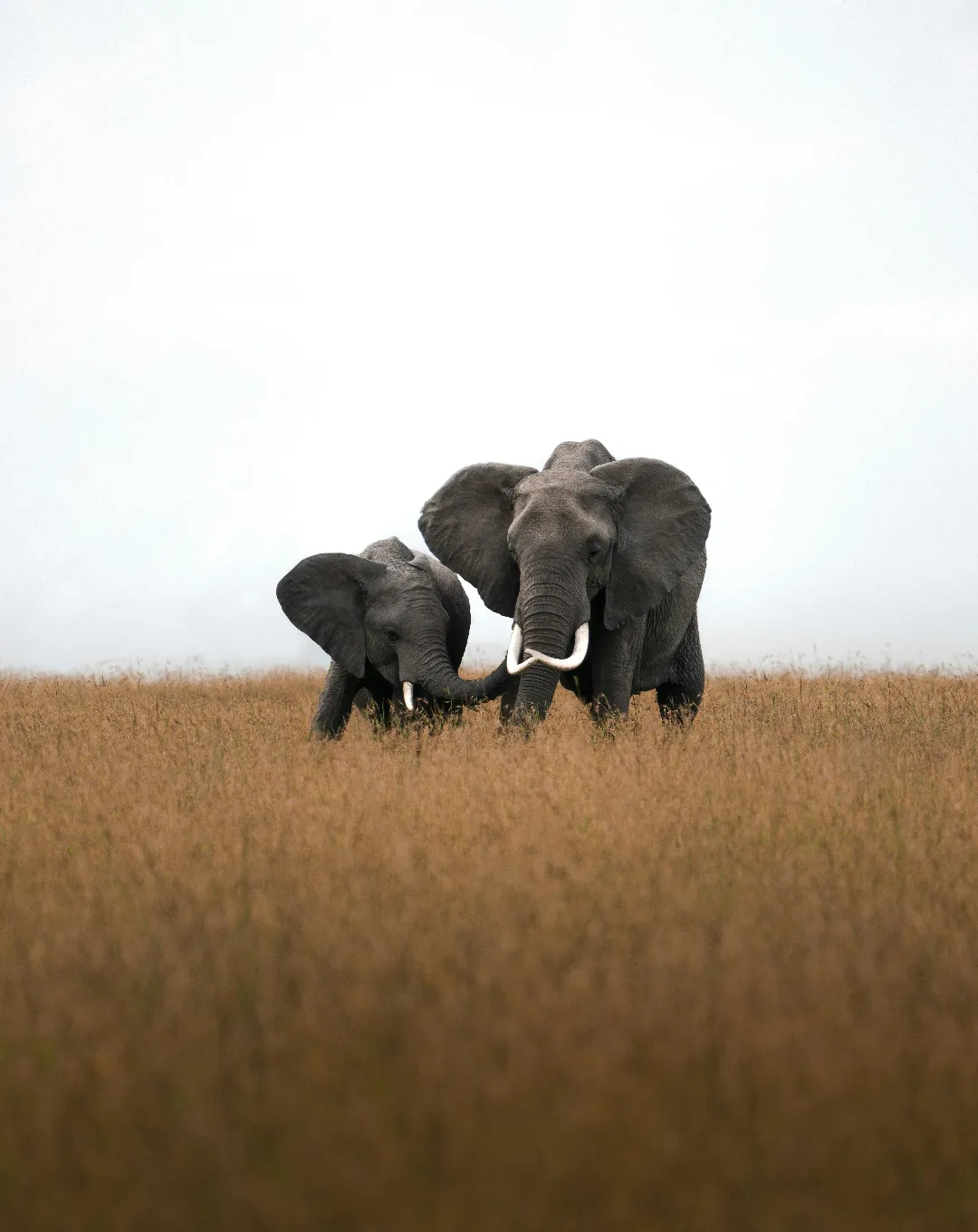Elephants crossing the grasslands in Kenya