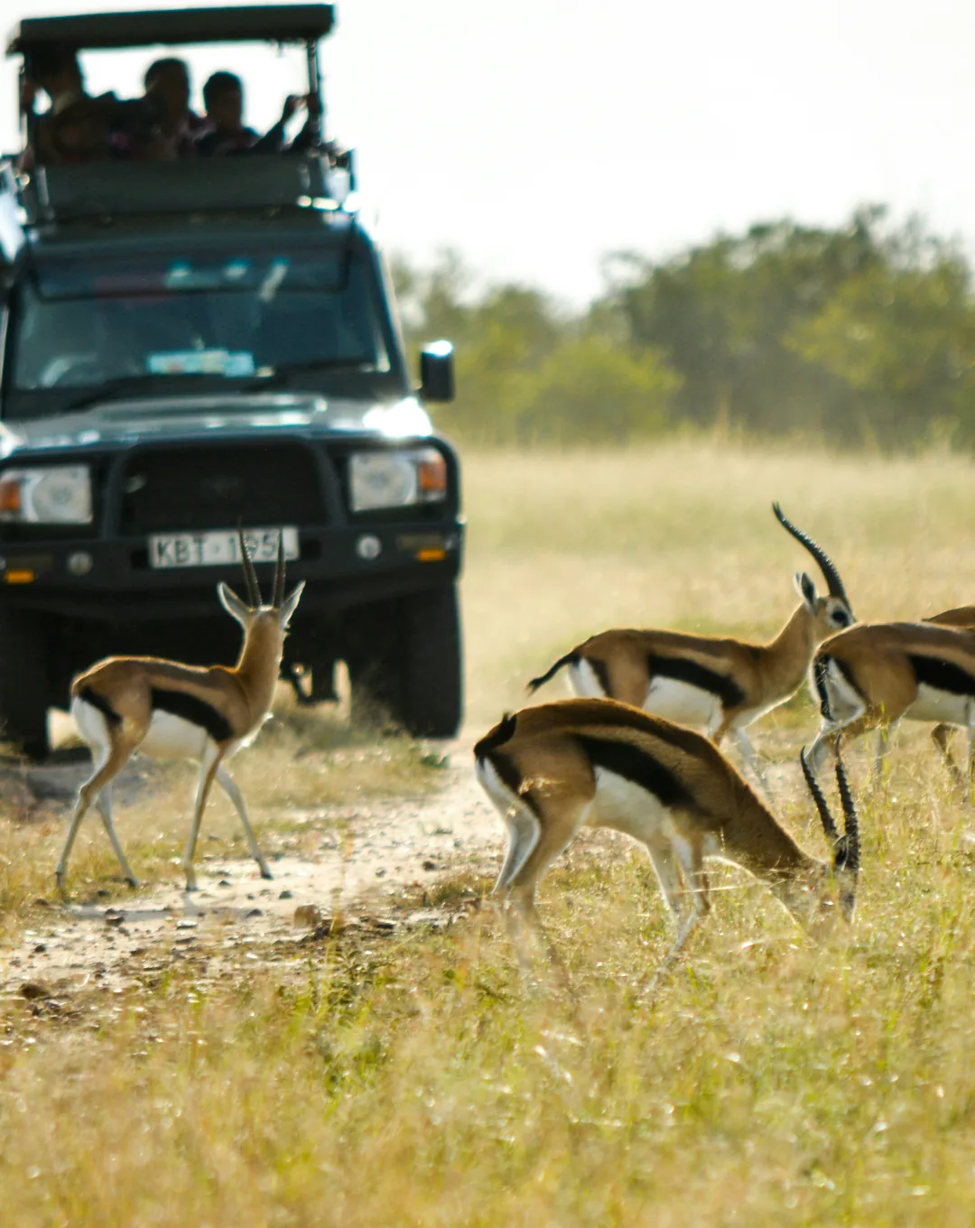 Safari vehicle watching gazelles in Kenya