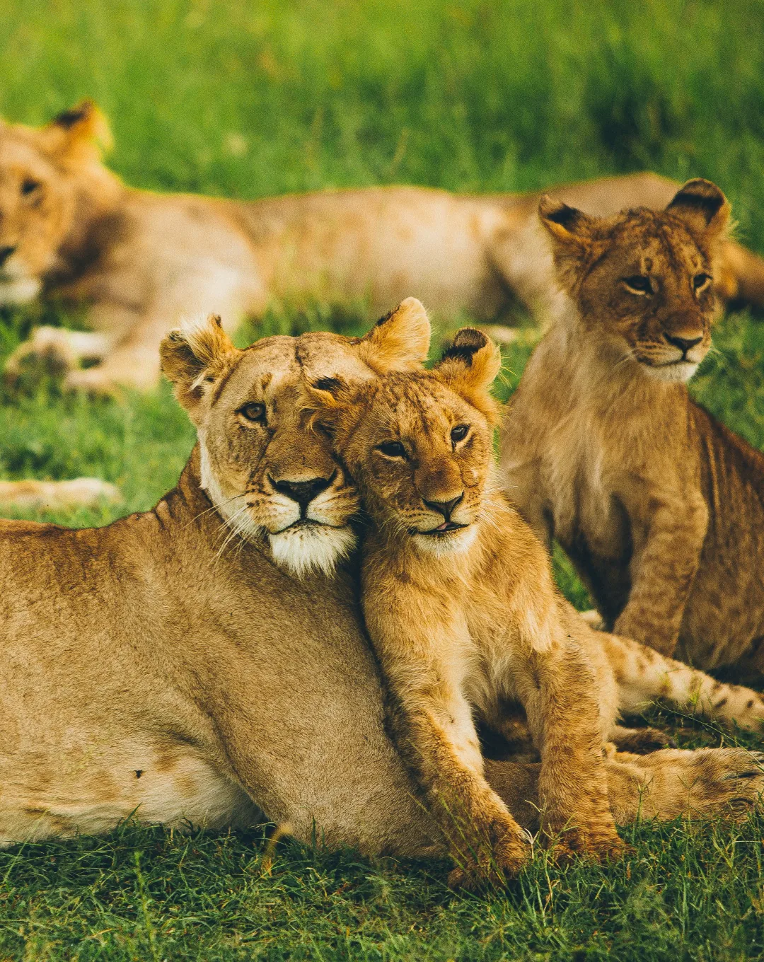 Lionesses resting in the grass in Kenya