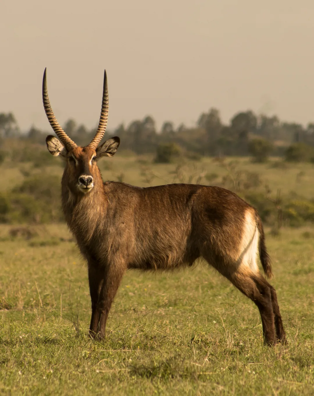Waterbuck on the savanna in Kenya