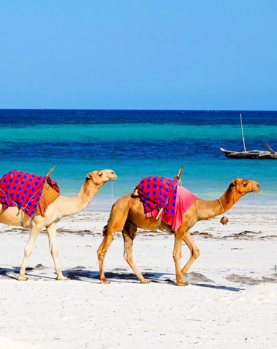 Camels on a white-sand beach on the Kenyan coast