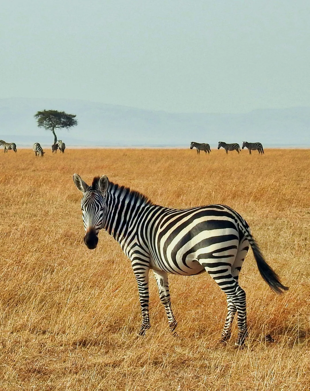 Zebra on the golden plains of the Masai Mara