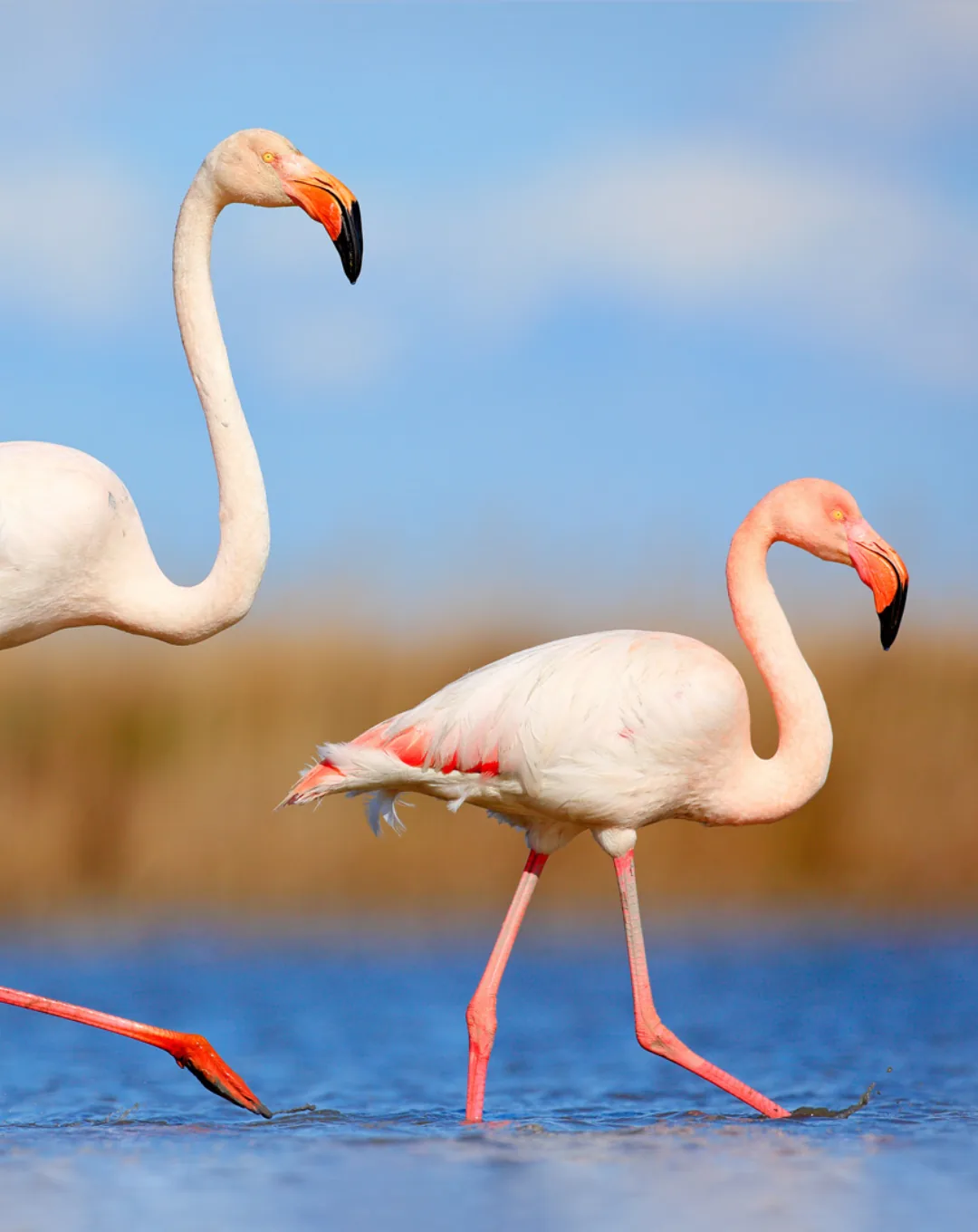 Flamingos wading in a Tanzanian lake