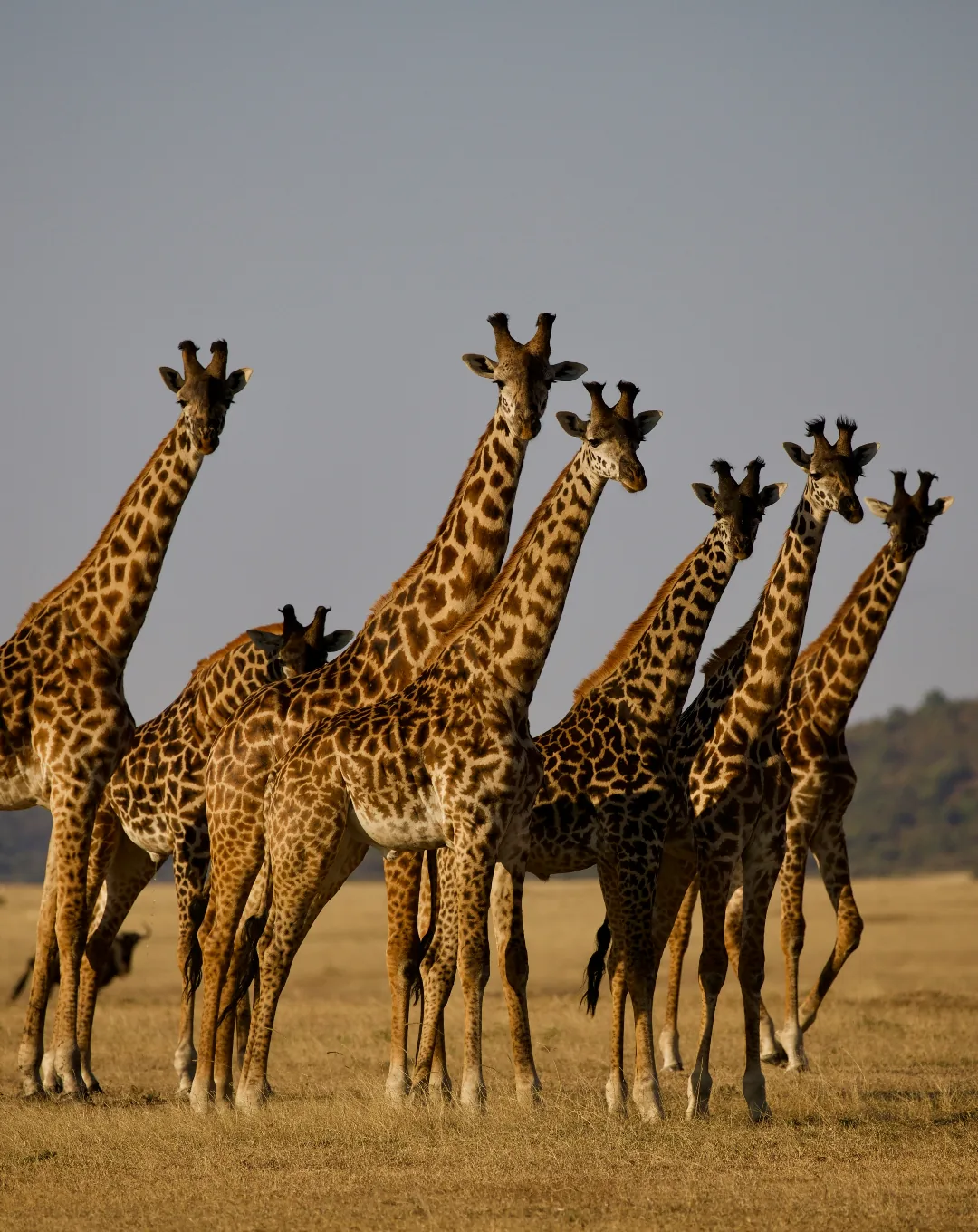 Herd of giraffes on the Tanzanian savanna