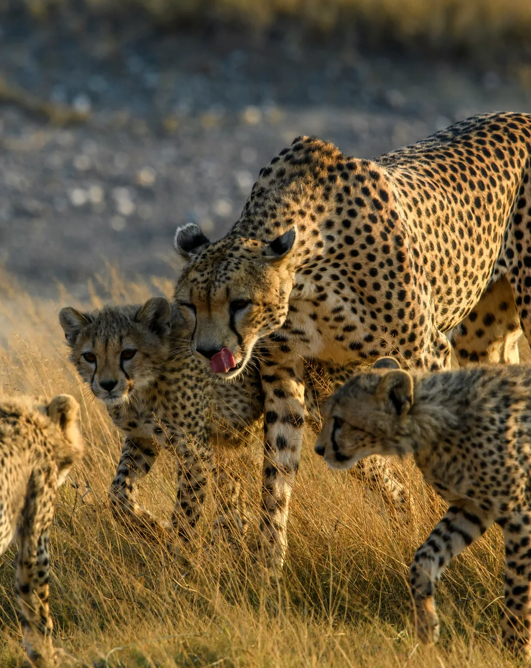 Cheetahs on the plains of Tanzania