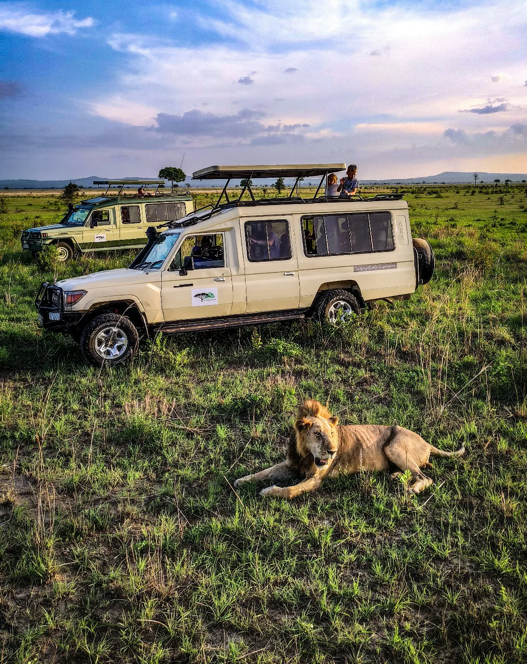 Safari vehicle beside a resting lion in Tanzania