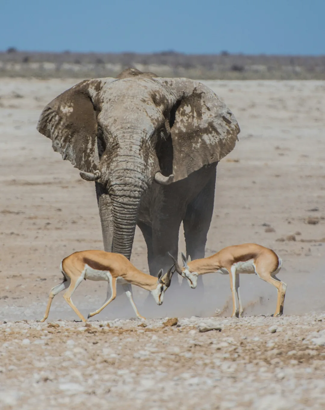 Elephant and springbok at a waterhole in Etosha