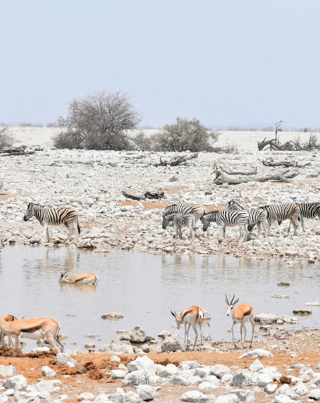 Zebras and springbok at a waterhole in Namibia