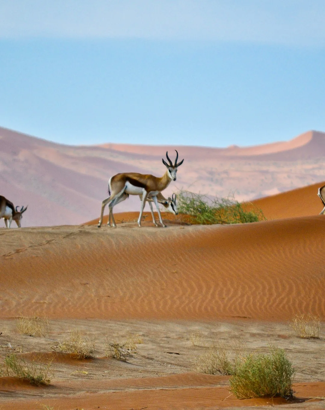 Springbok on the red dunes of the Namib Desert
