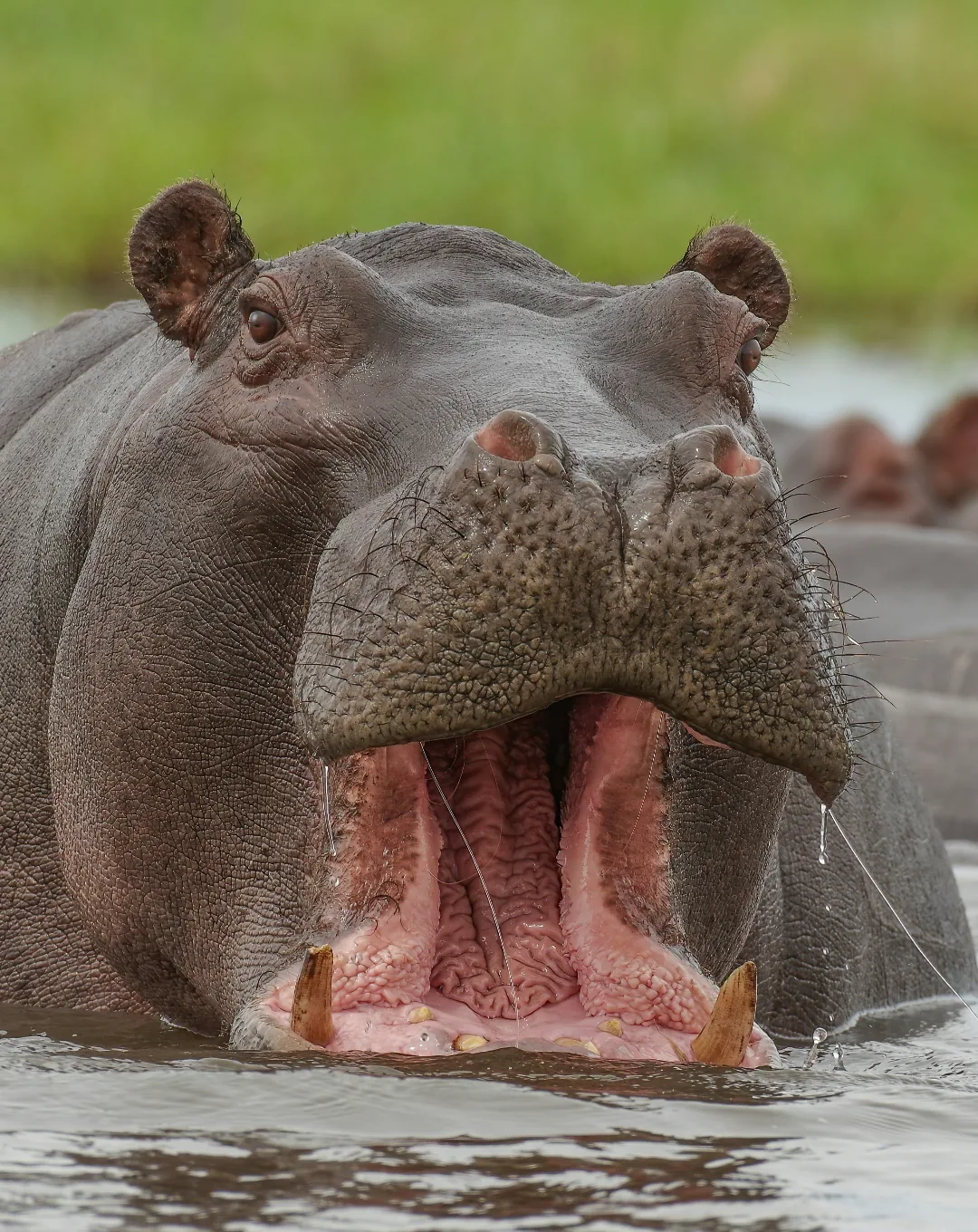 Places to go in Botswana