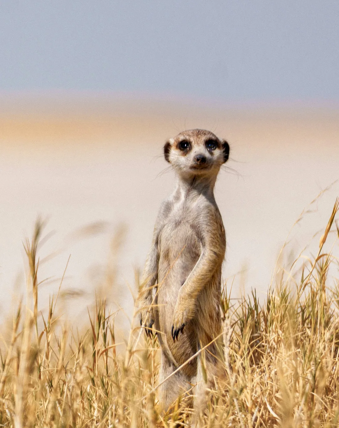 Meerkat standing guard in the Kalahari