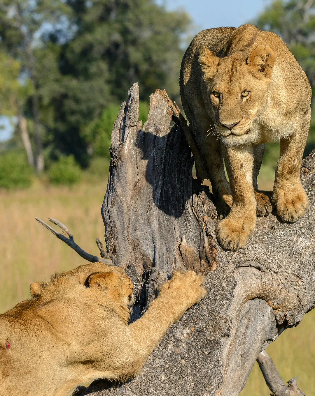 Lions climbing a tree trunk in Botswana