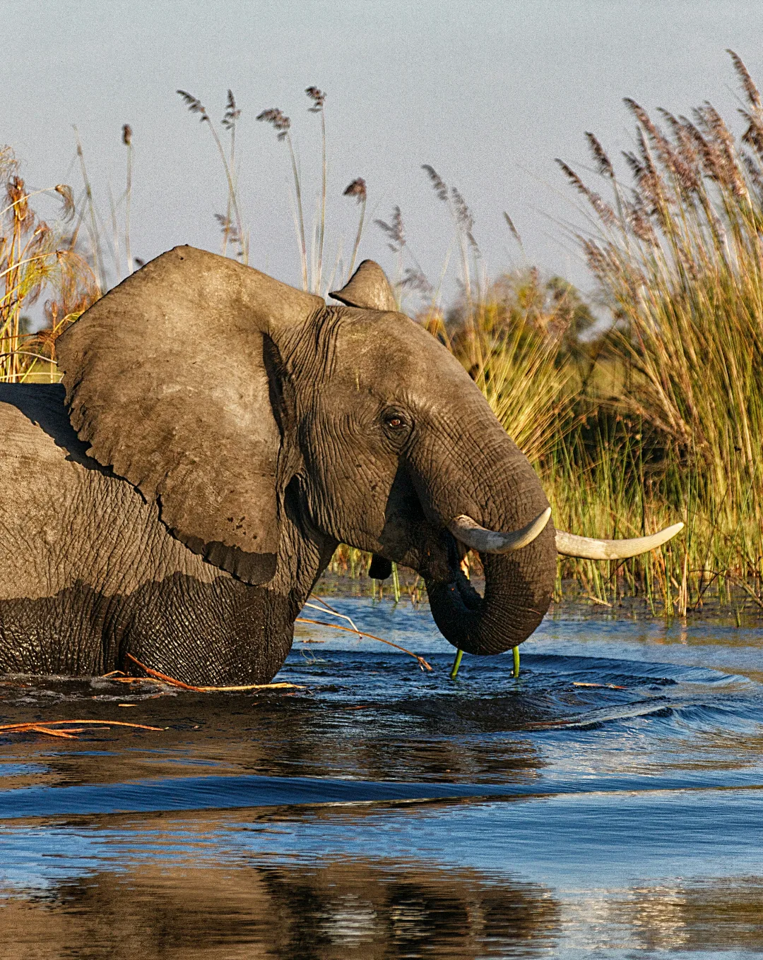 Elephant drinking in the Okavango Delta