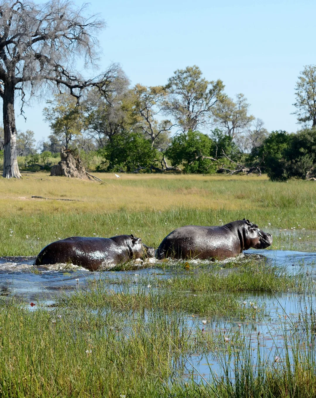 Hippos in the channels of the Okavango Delta