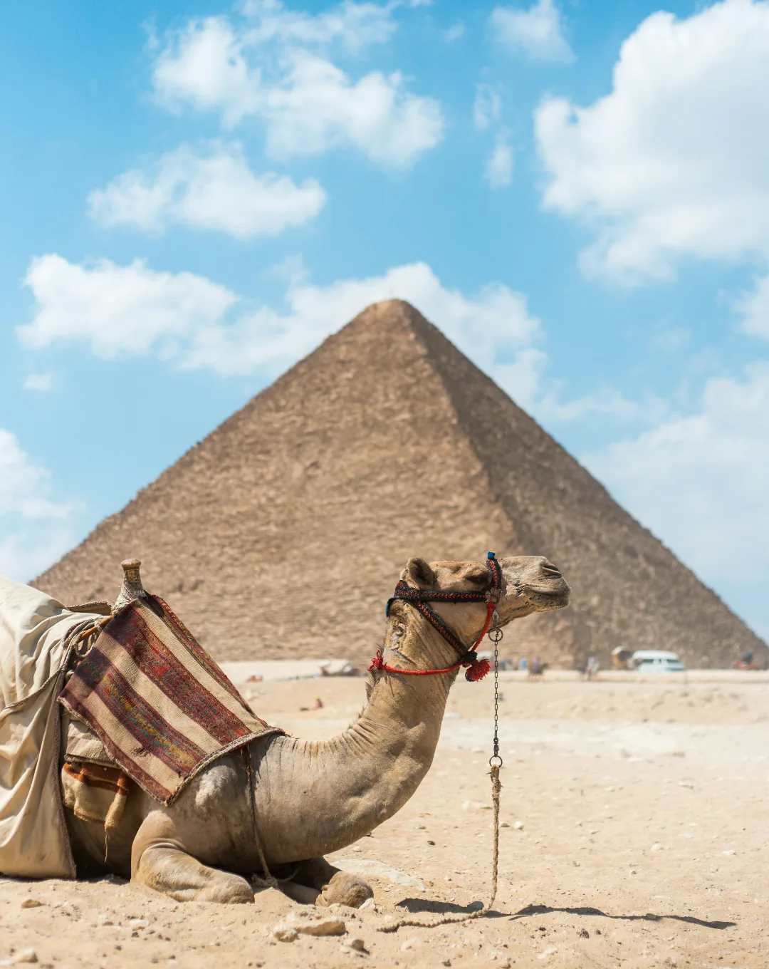 Camel resting before the Great Pyramid of Giza