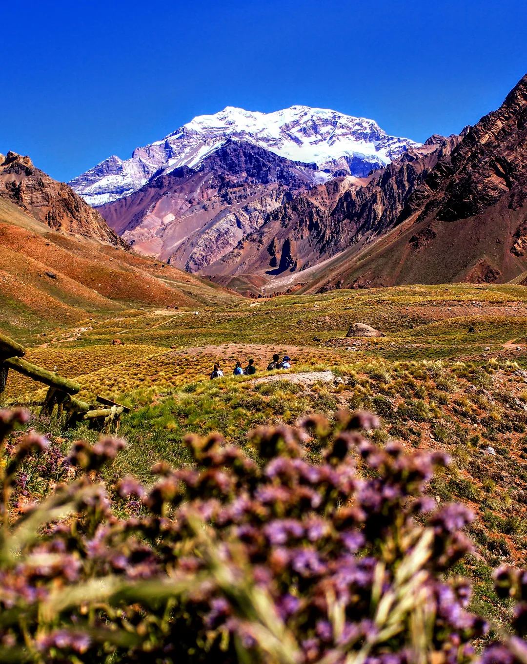 Wildflowers below a snow-capped Andean peak