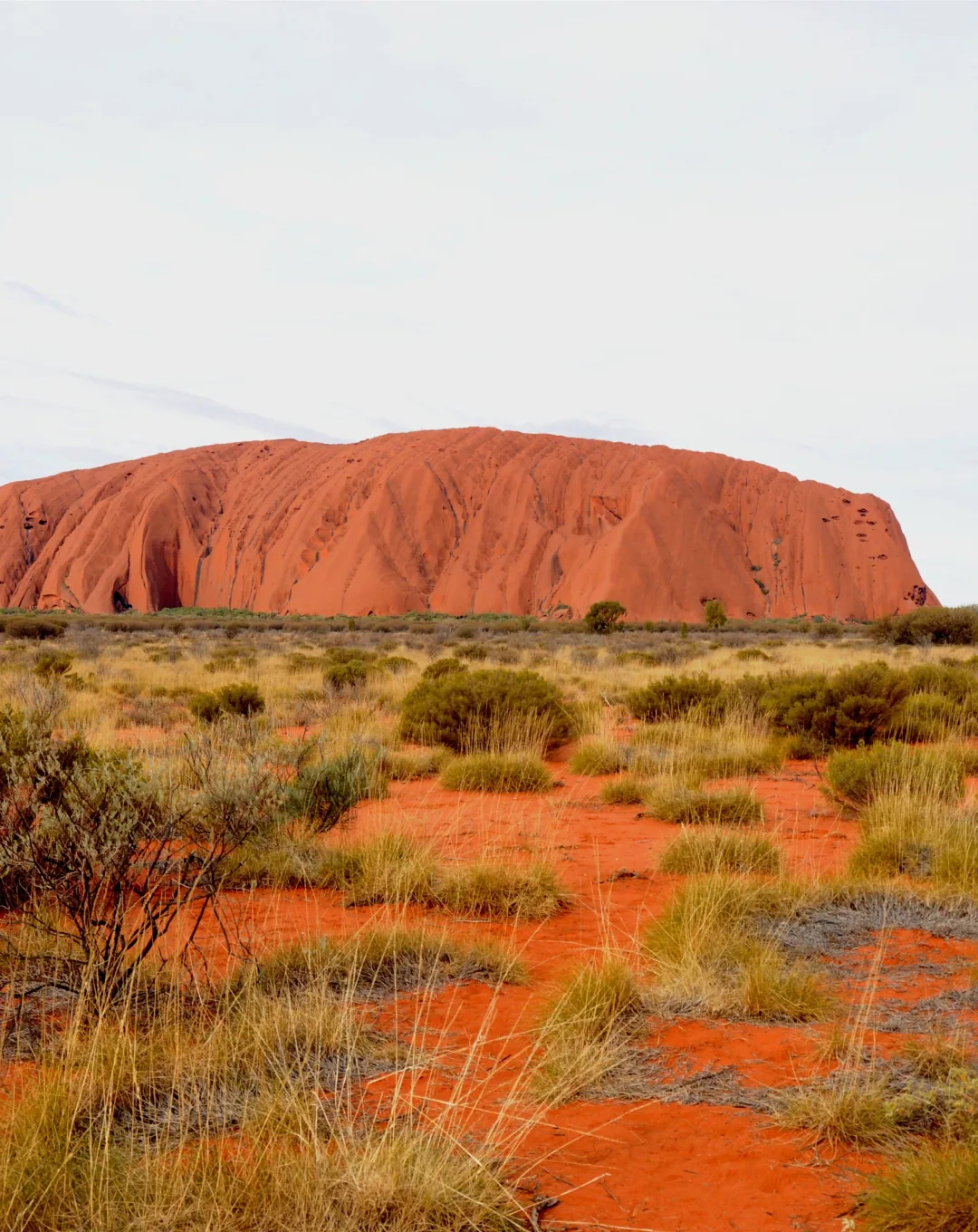 Uluru rising above the red desert