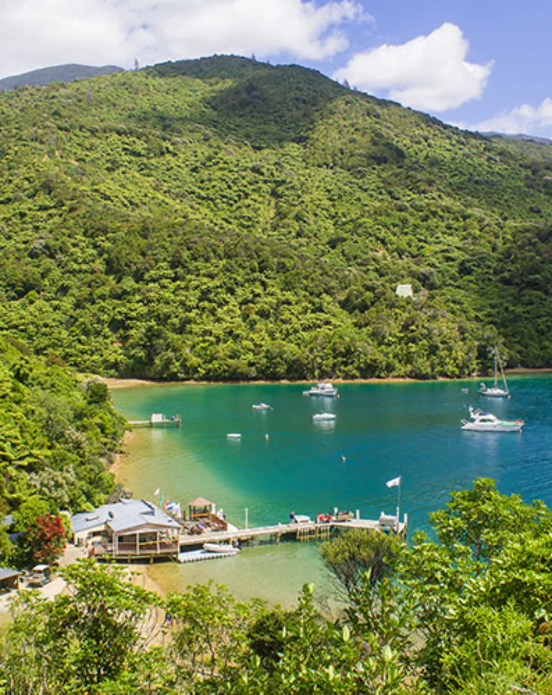 Sheltered green bay with moored boats in New Zealand