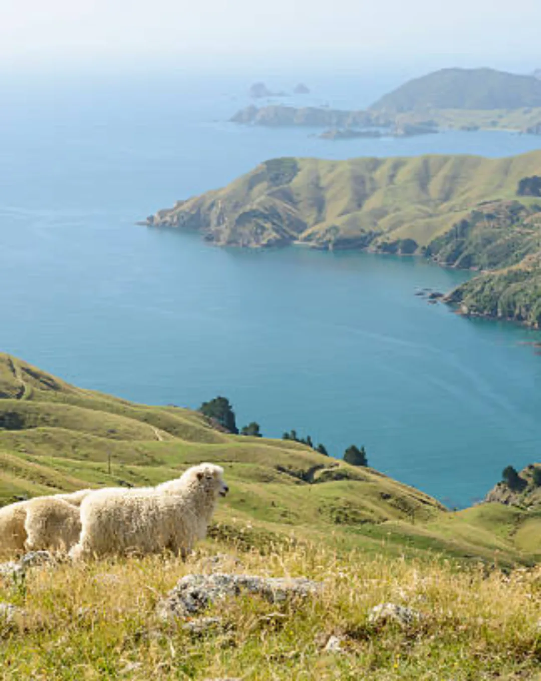 Sheep grazing above a coastal inlet in New Zealand