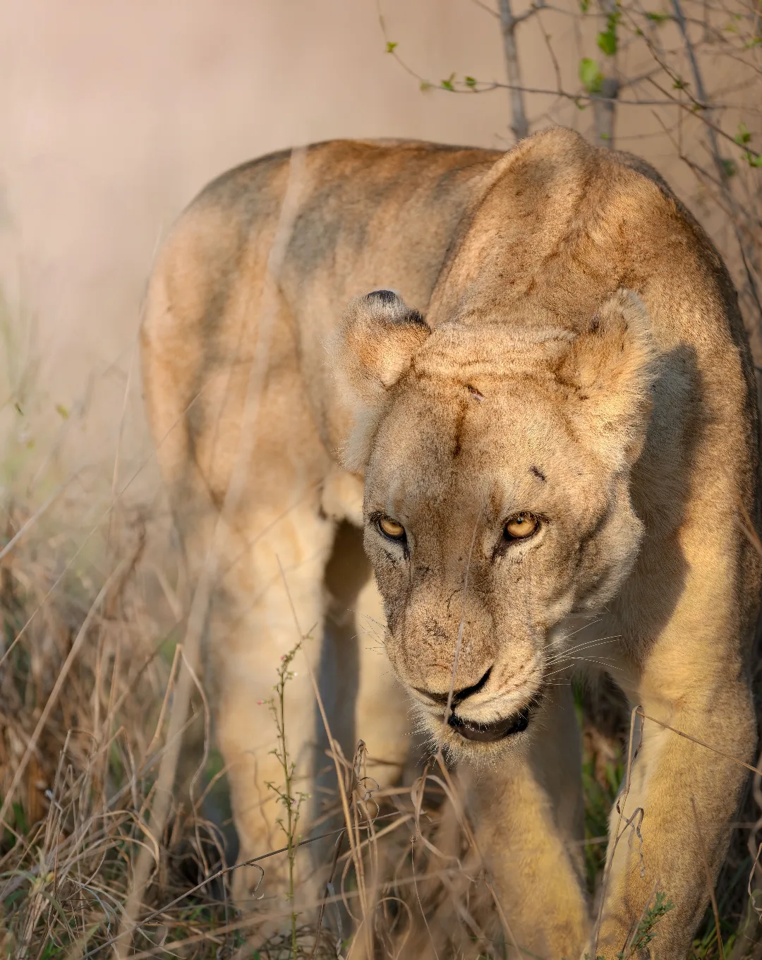 Lioness walking through the bush in South Africa
