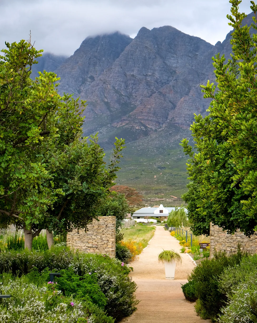 Garden path below mountains in the Cape Winelands