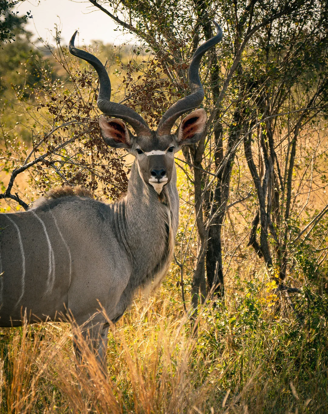 Greater kudu in the South African bush