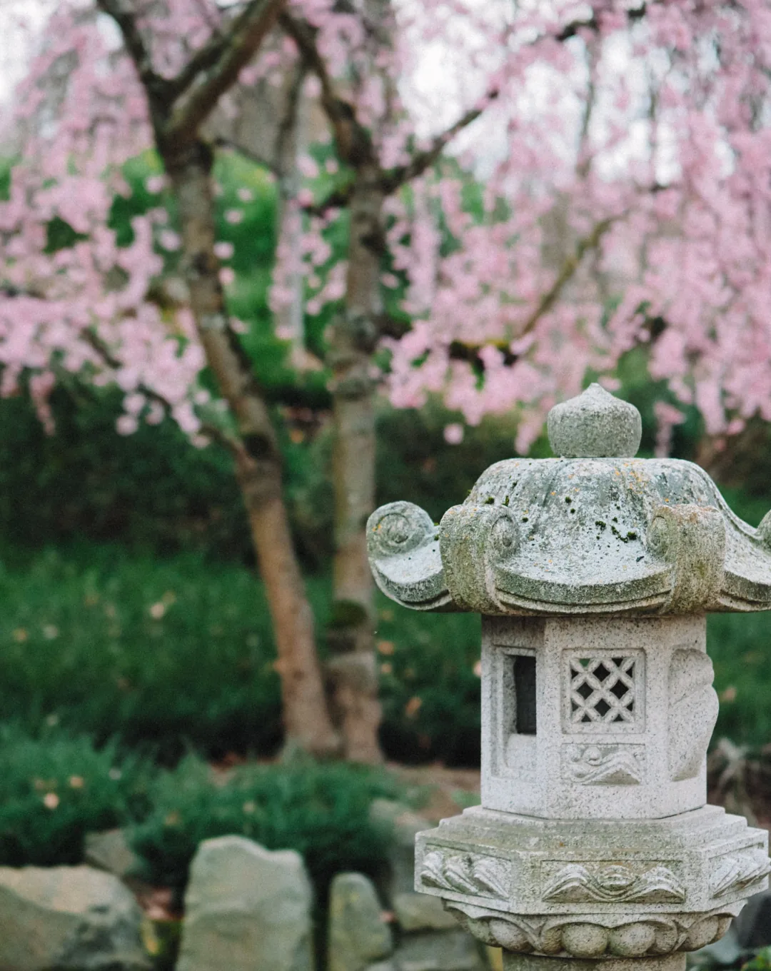 Stone lantern beneath cherry blossom in a Japanese garden