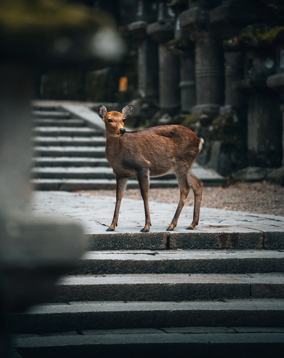 Deer on the temple steps in Nara